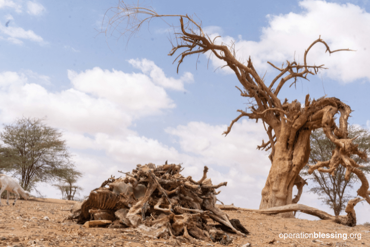 bad-kenya-drought Disaster Crisis Response
